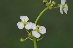 Limnophyton obtusifolium